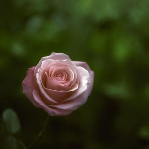 Meet your Posher, Ellie